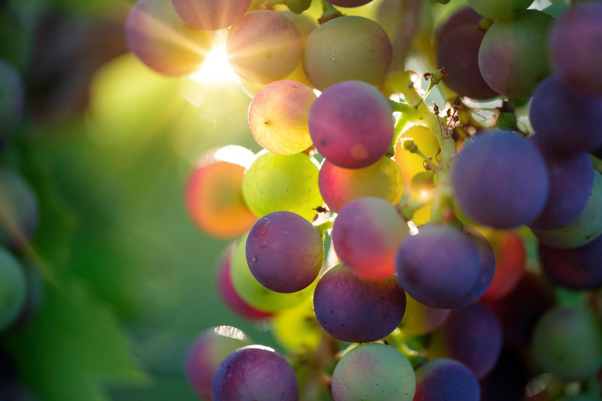 ワインの嗜み方の葡萄のアップの画像