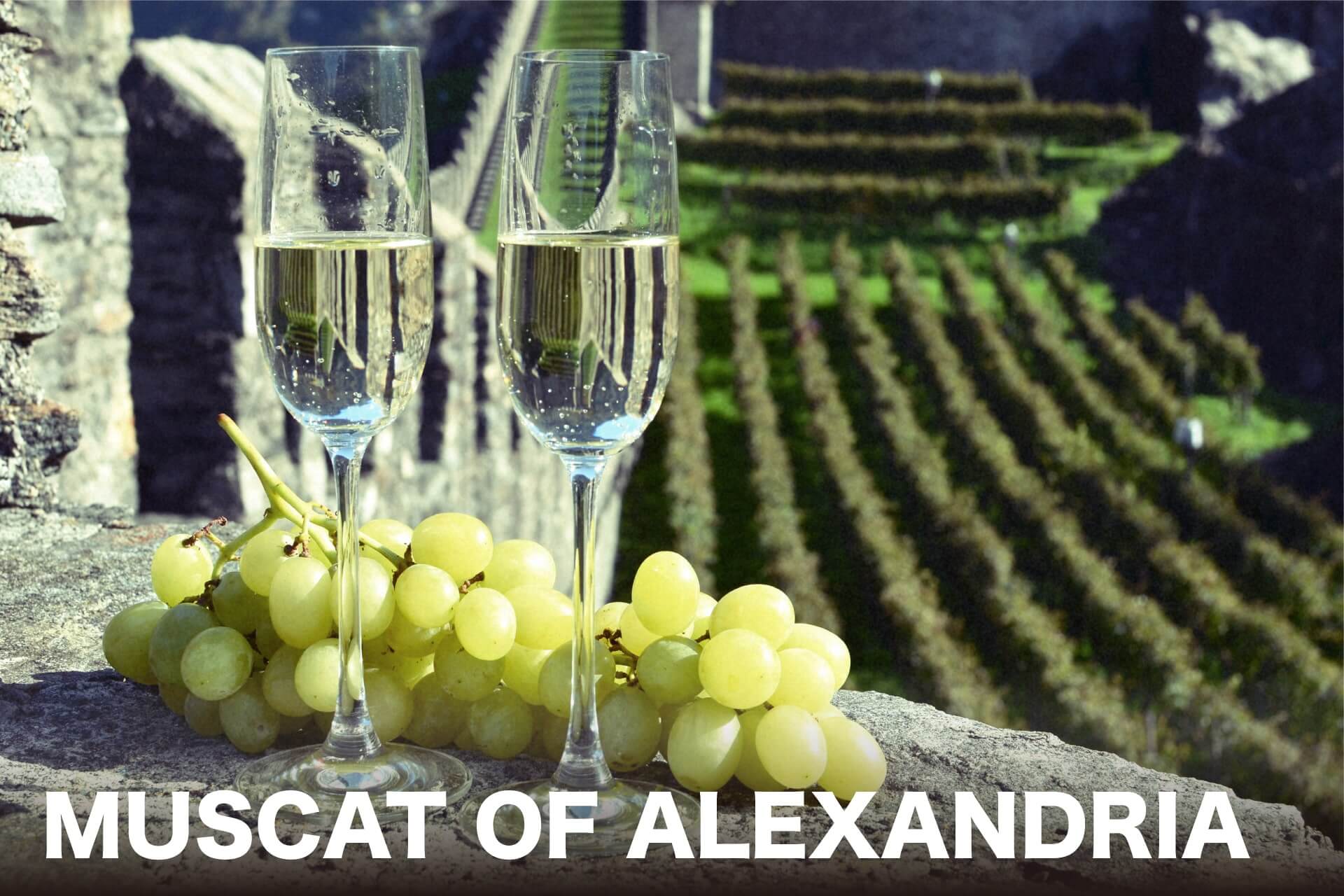 スカット・オブ・アレキサンドリア（ワイン）のメインビジュアルの画像
